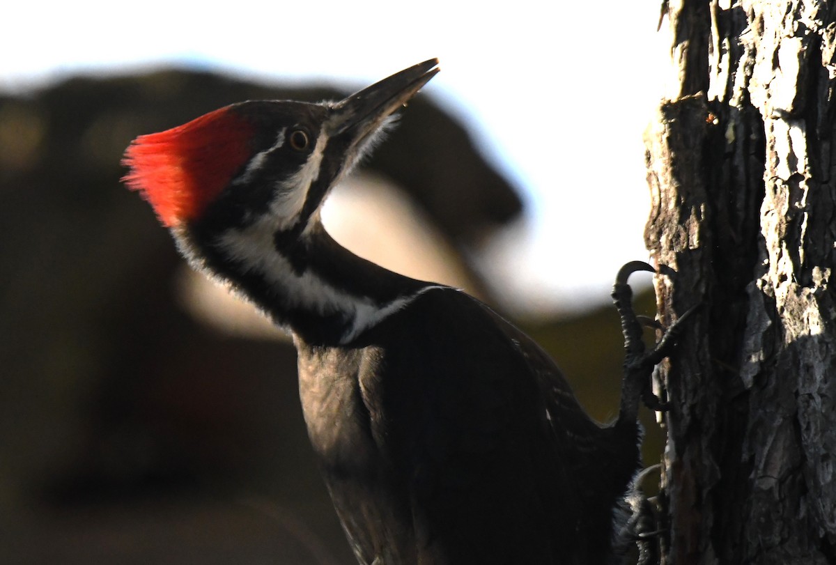 Pileated Woodpecker - ML611462282