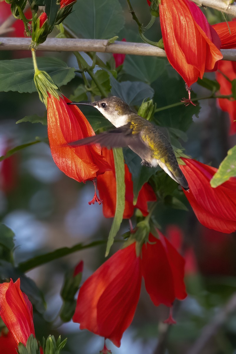 Ruby-throated Hummingbird - ML611462290