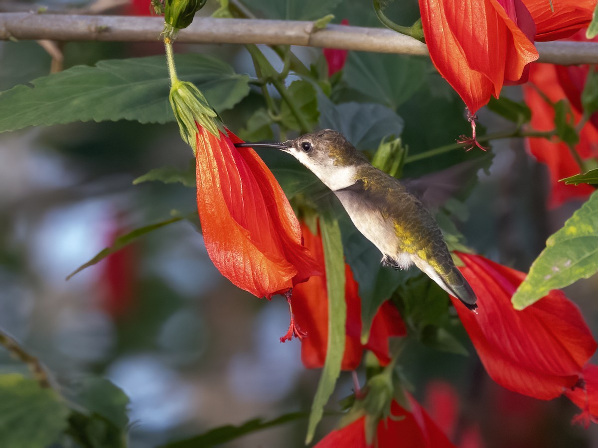 Ruby-throated Hummingbird - ML611462291