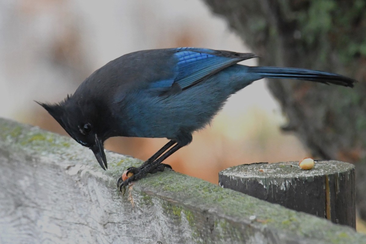 Steller's Jay - ML611462293