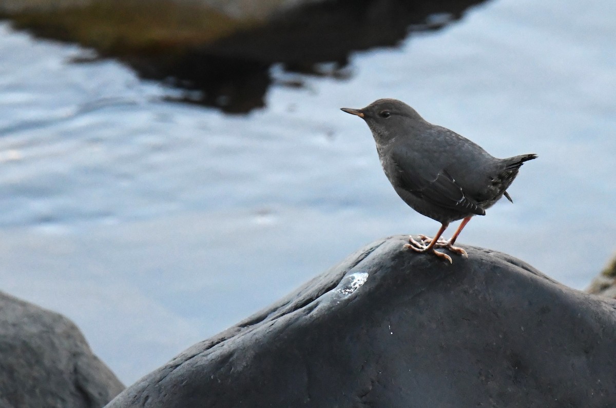 American Dipper - ML611462295