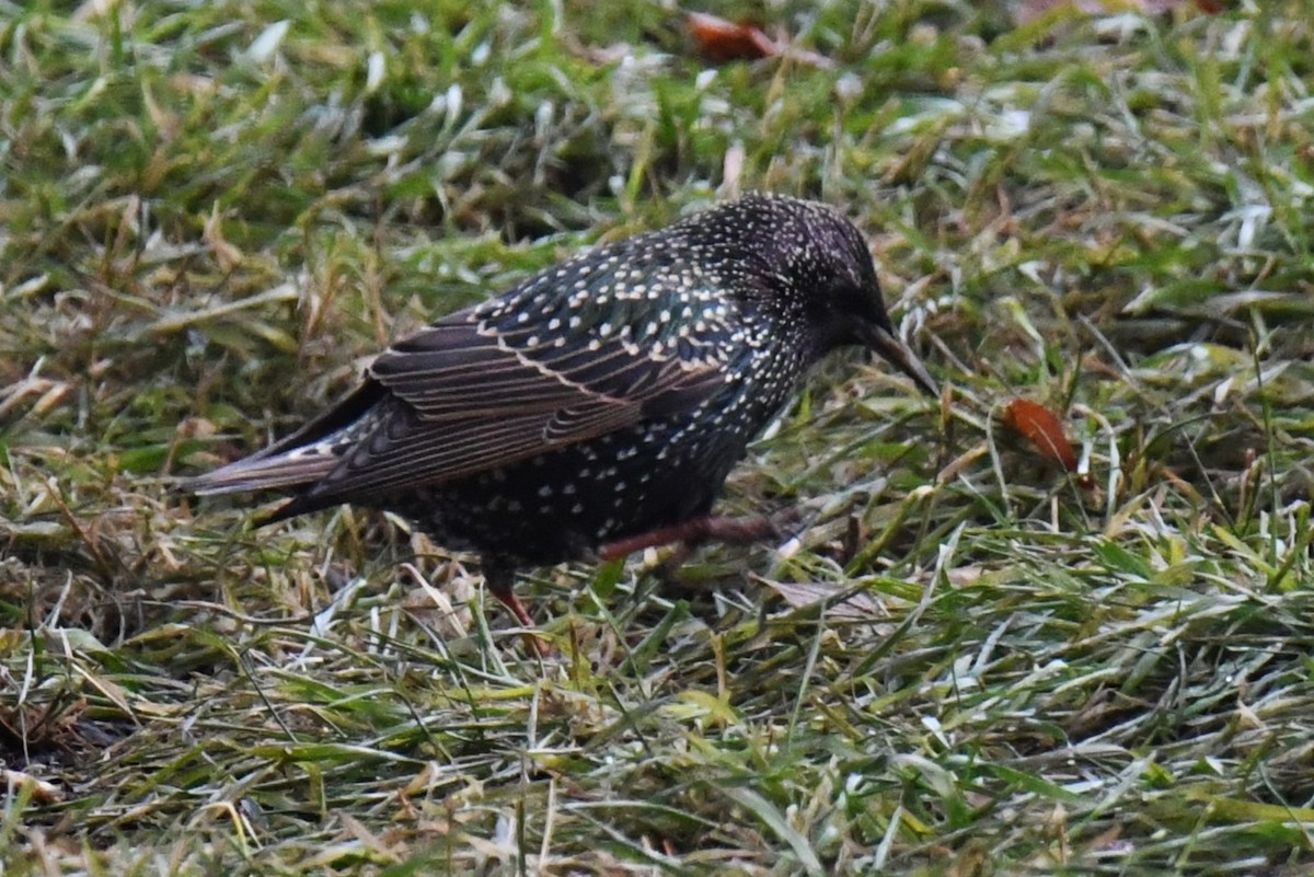 European Starling - ML611462297