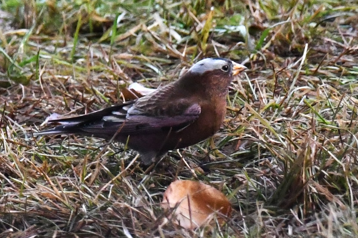 Gray-crowned Rosy-Finch - ML611462304