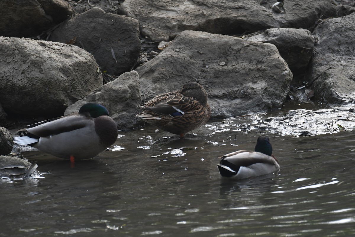 Mallard - Colin Dillingham