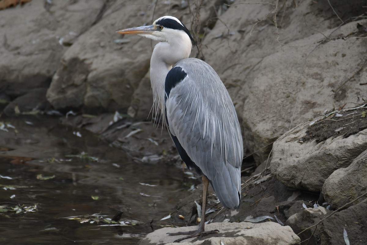 Gray Heron - Colin Dillingham