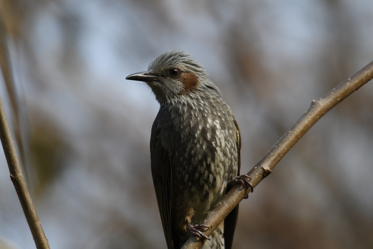 Bulbul à oreillons bruns - ML611462358