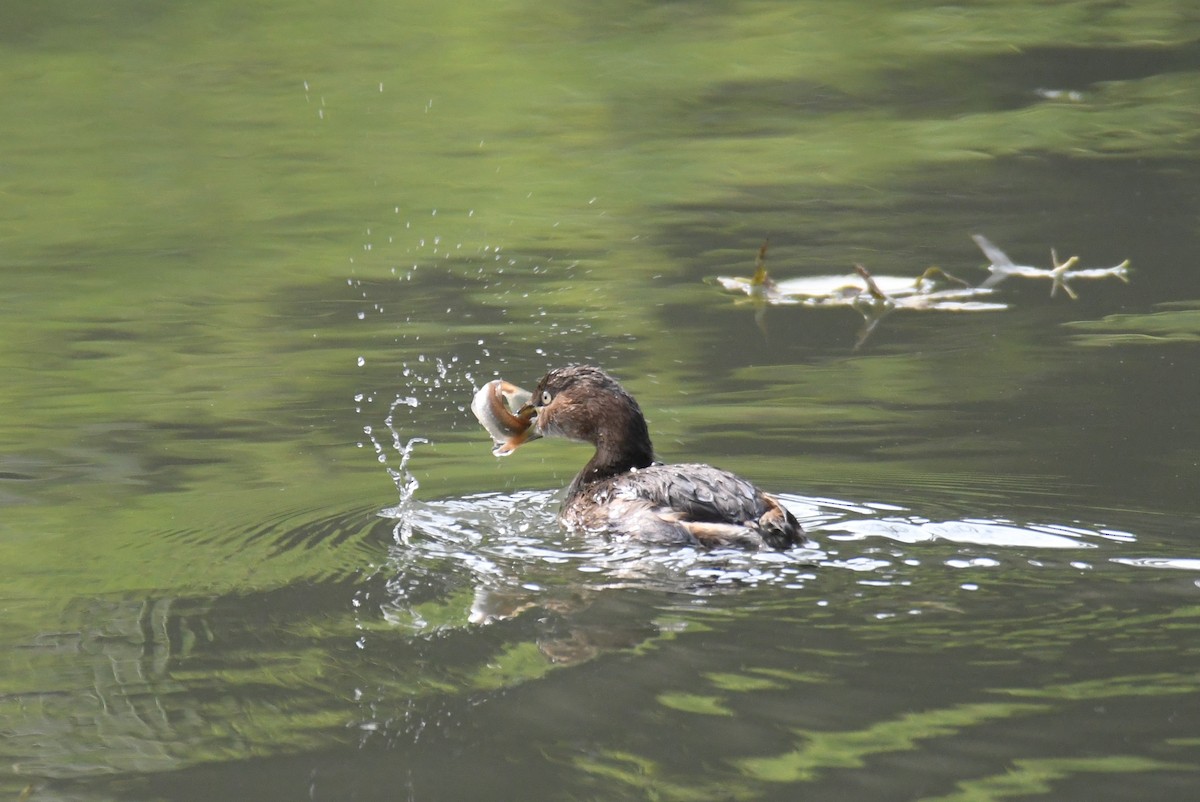 Little Grebe - ML611462364