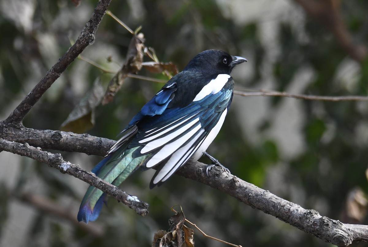 Oriental Magpie - Colin Dillingham