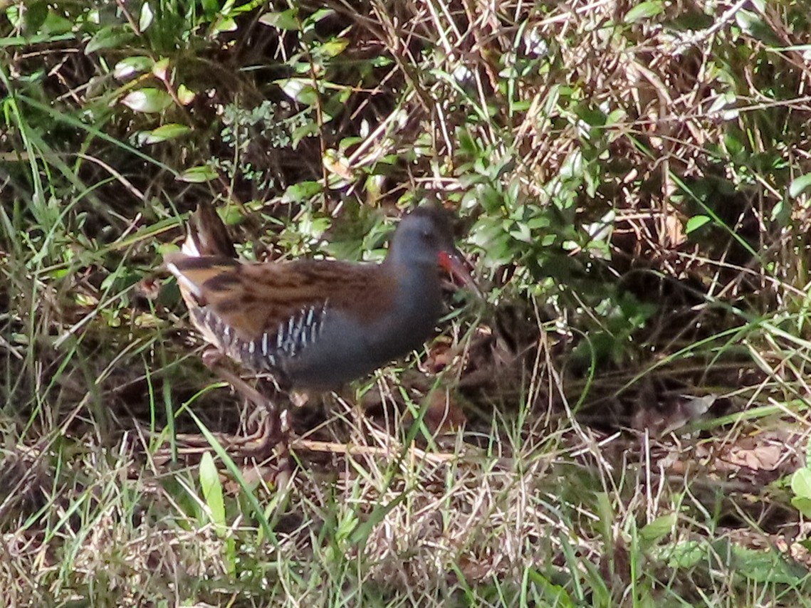 Water Rail - ML611462442