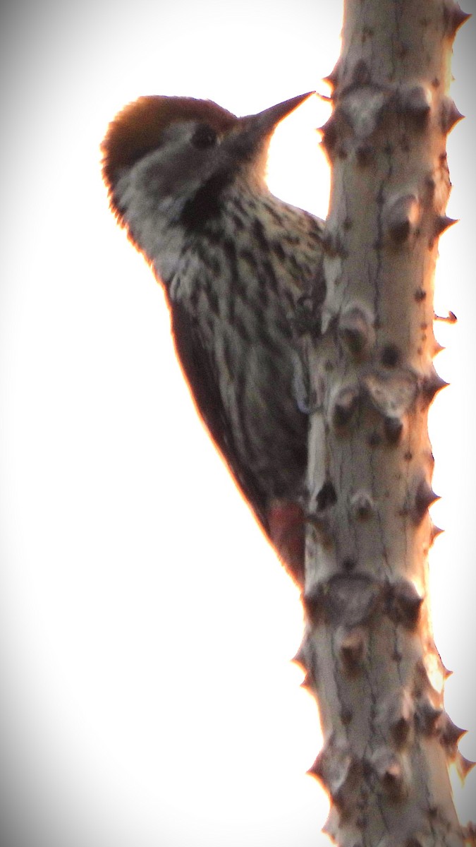 Brown-fronted Woodpecker - ML611462443
