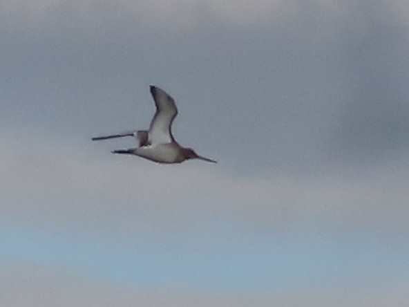 Black-tailed Godwit - ML611462453