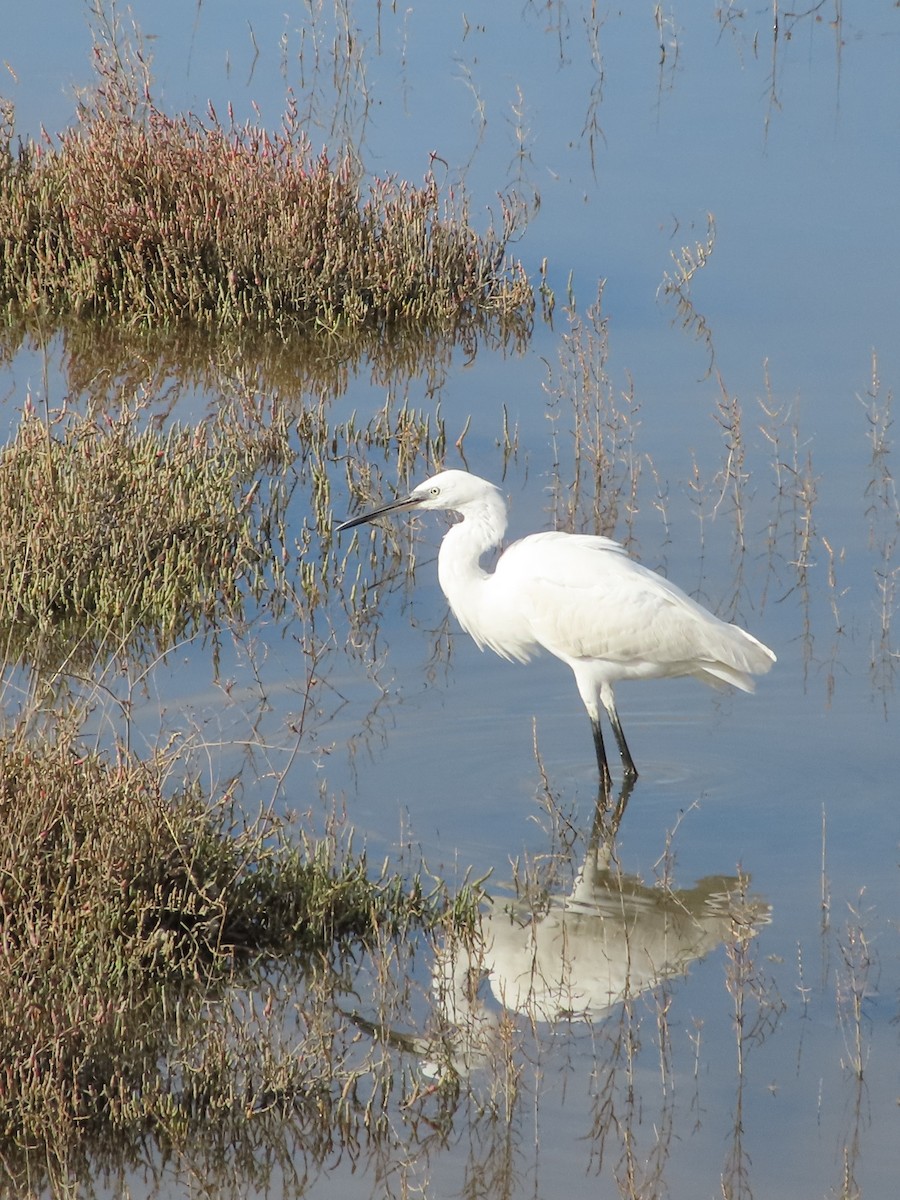 Little Egret - ML611462469