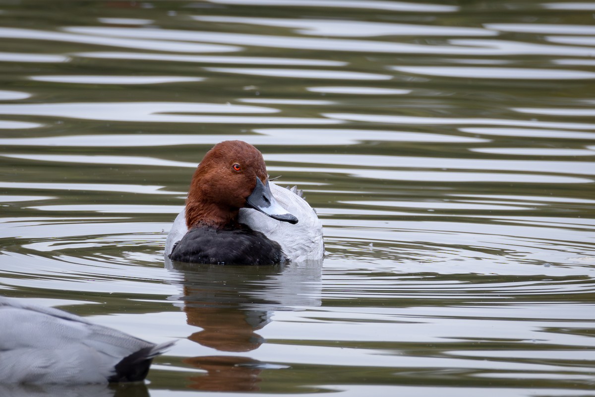 Common Pochard - André  Zambolli