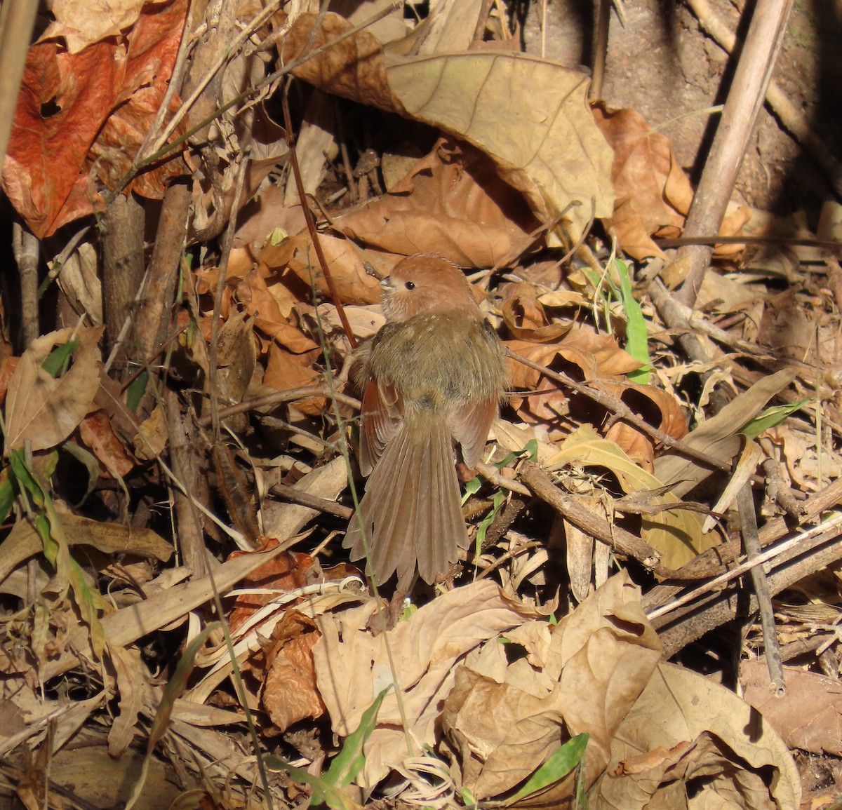 Vinous-throated Parrotbill - ML611462668