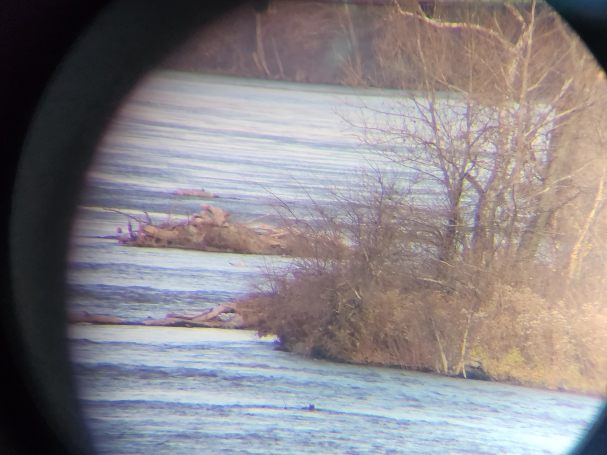 Harlequin Duck - ML611462687