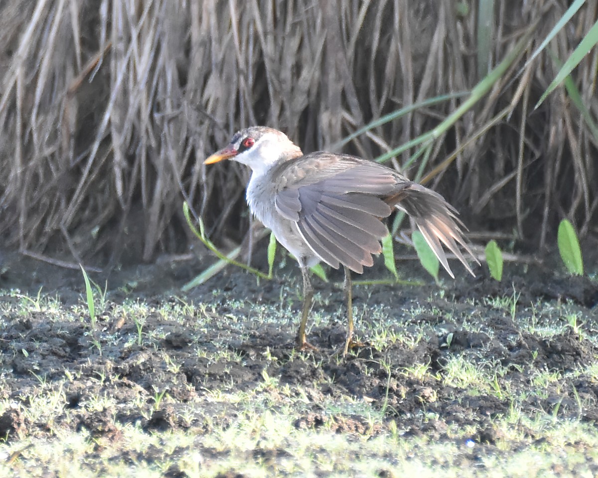 White-browed Crake - Frank Lin