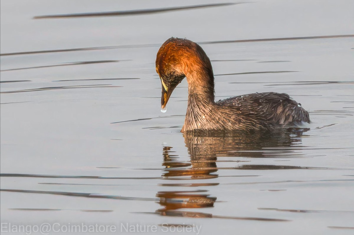 Little Grebe - ML611462877