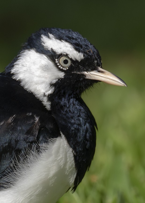 Magpie-lark - Andres Vasquez Noboa