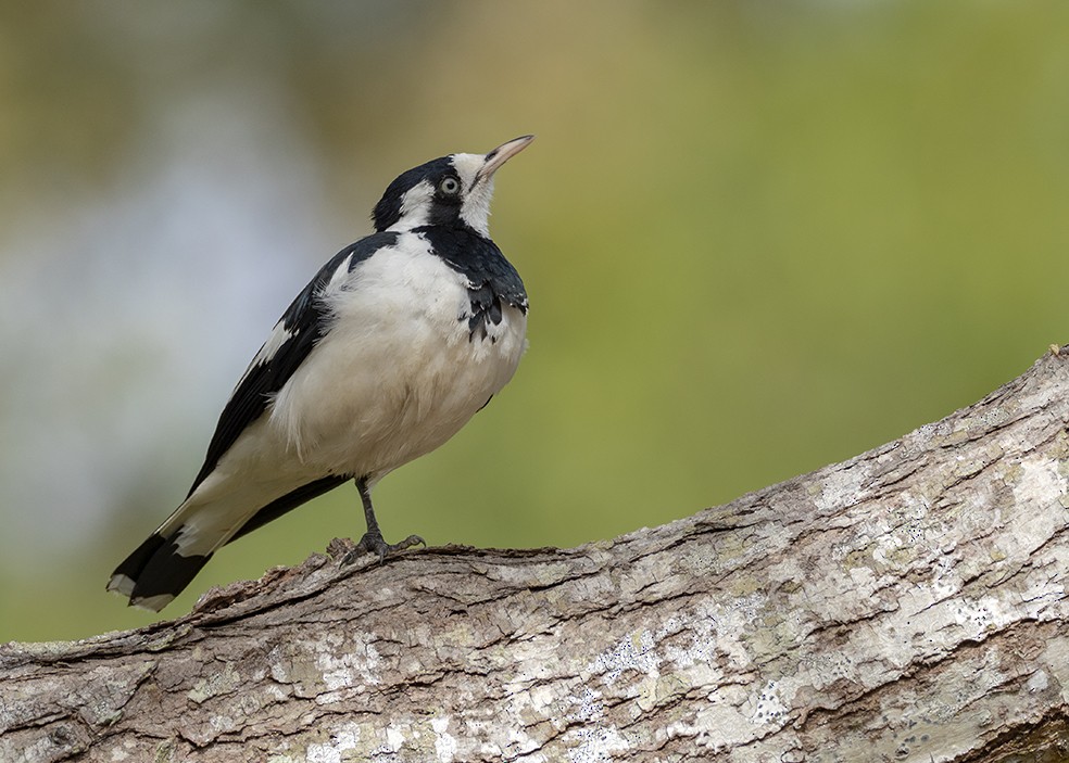 Magpie-lark - Andres Vasquez Noboa