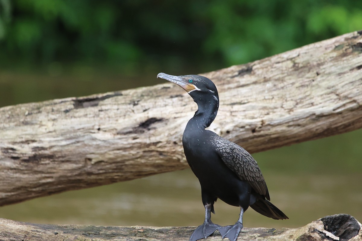 Neotropic Cormorant - Lukas Sobotta