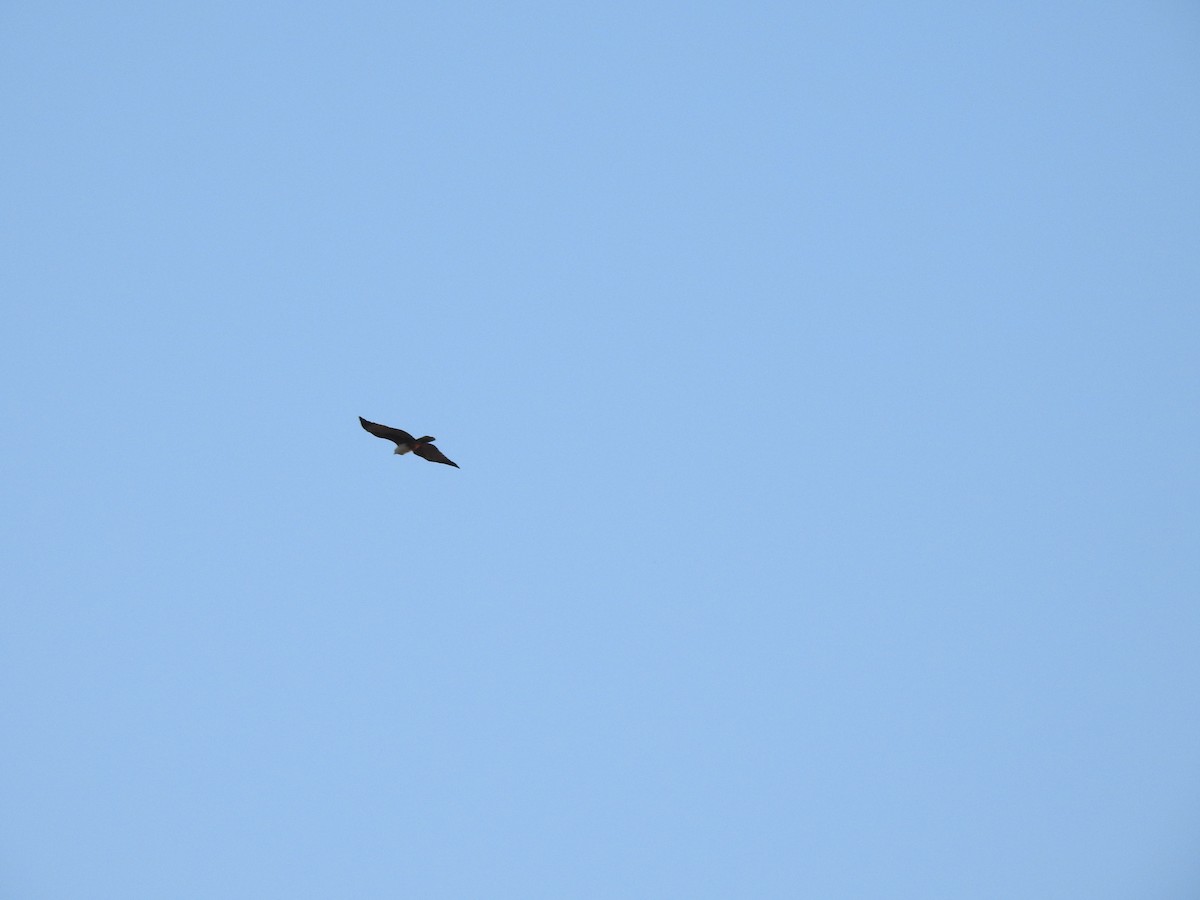 Brahminy Kite - ML611463096