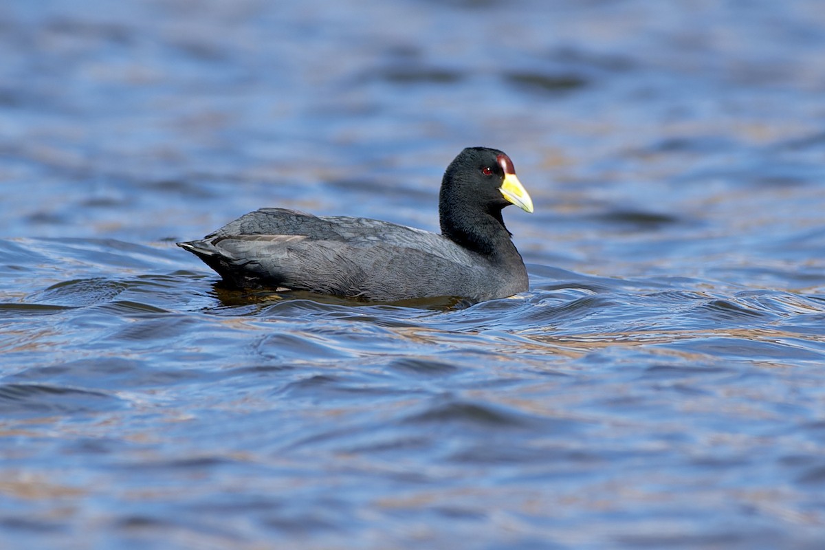 Slate-colored Coot - Tomáš Grim