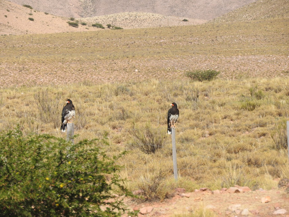 Mountain Caracara - ML611463204