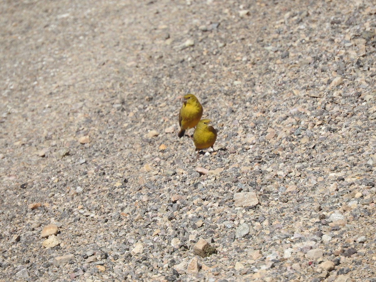 Greenish Yellow-Finch - ML611463237