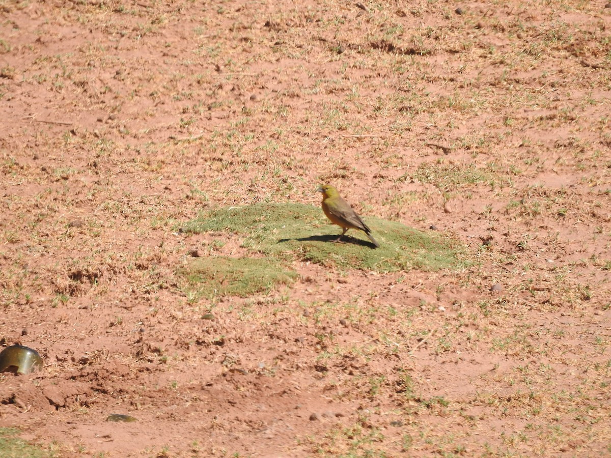 Greenish Yellow-Finch - ML611463239