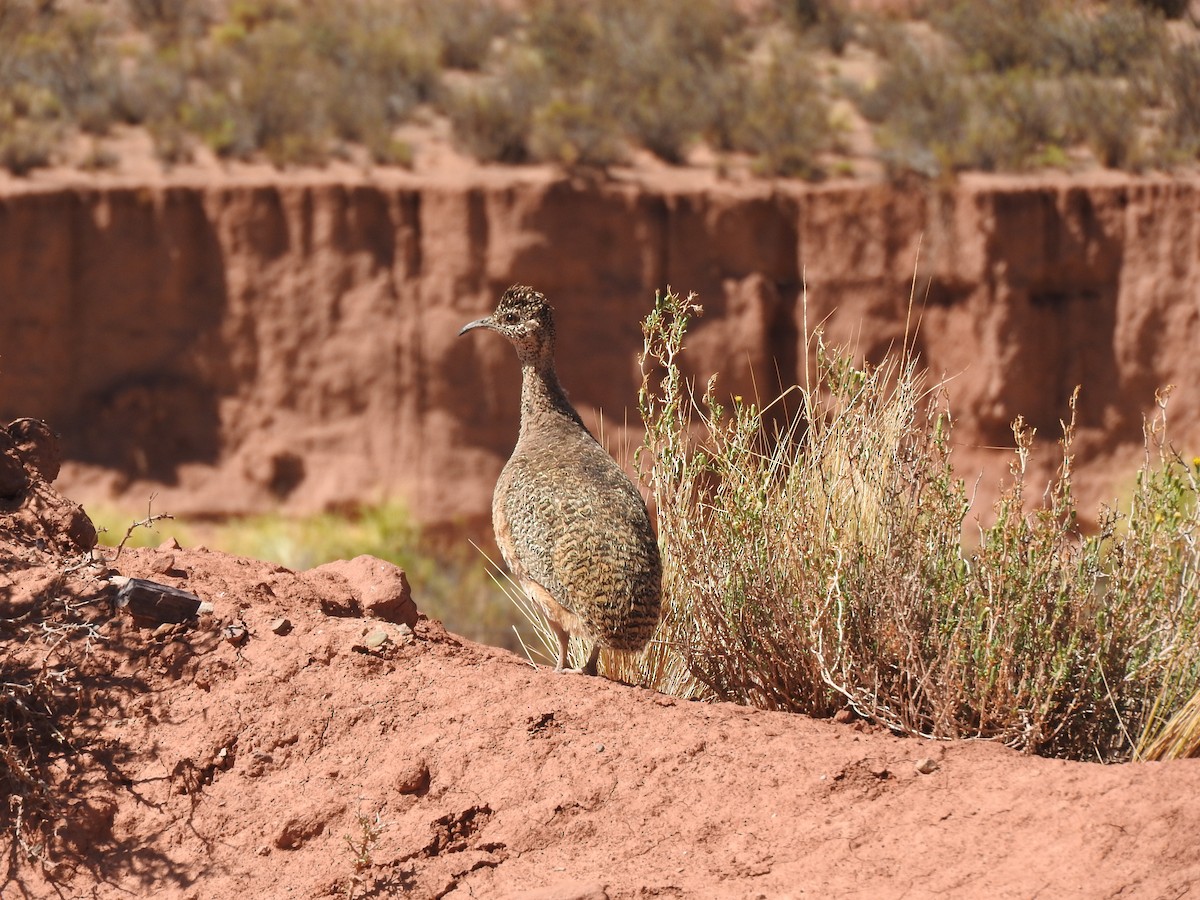 Ornate Tinamou - ML611463250