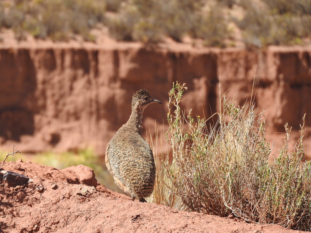 Ornate Tinamou - ML611463251