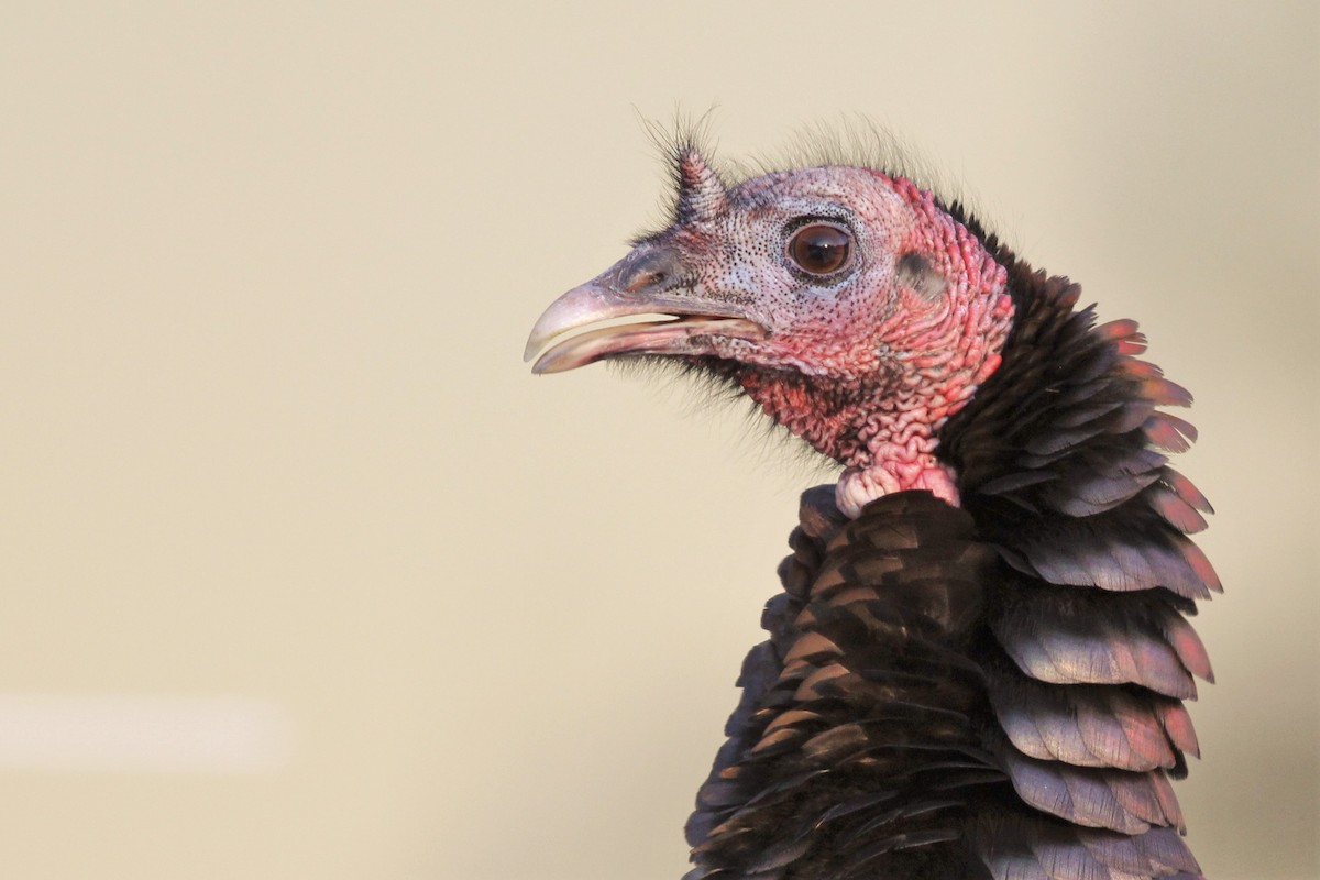 Wild Turkey - ML611463259