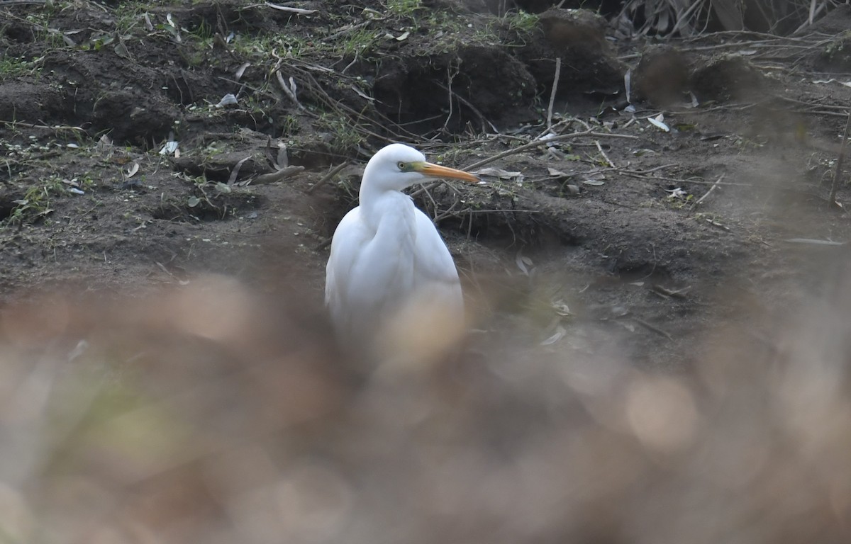 Great Egret - ML611463261