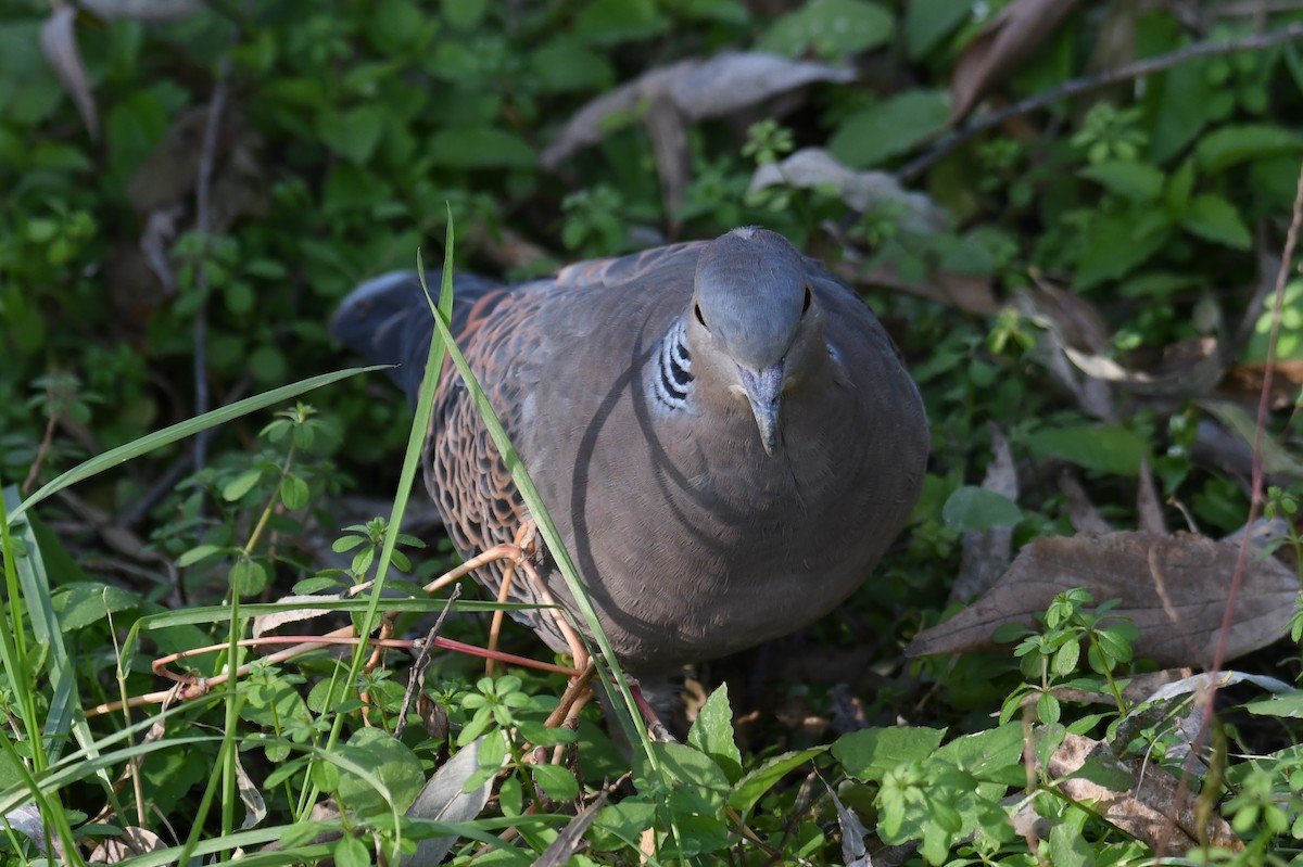 Oriental Turtle-Dove - ML611463279