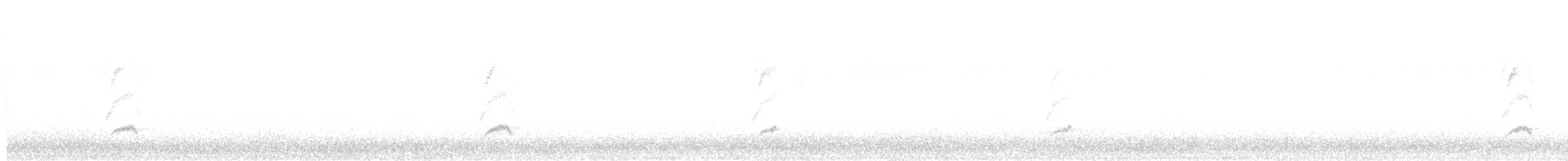 Calopsitte élégante (forme domestique) - ML611463291