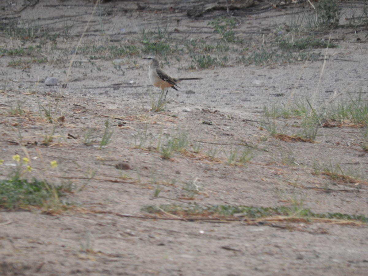 Patagonian Mockingbird - ML611463324