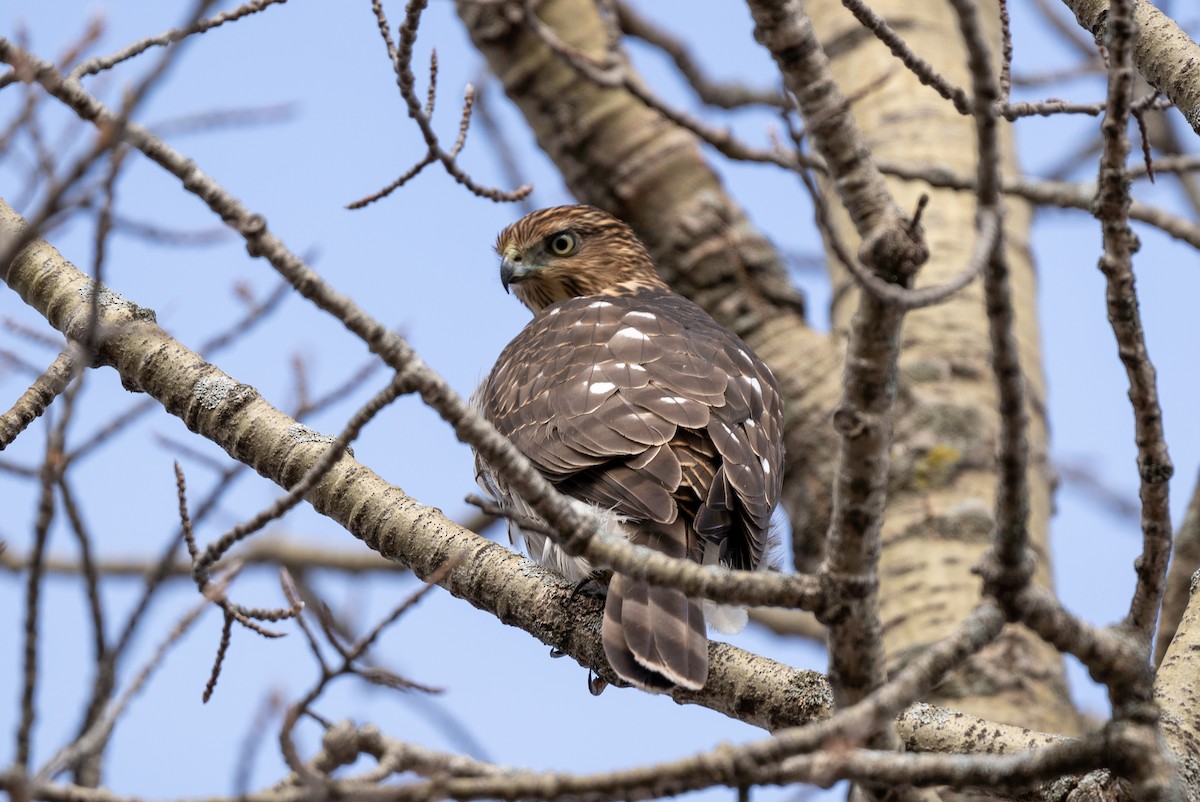 Cooper's Hawk - Yves Carrier