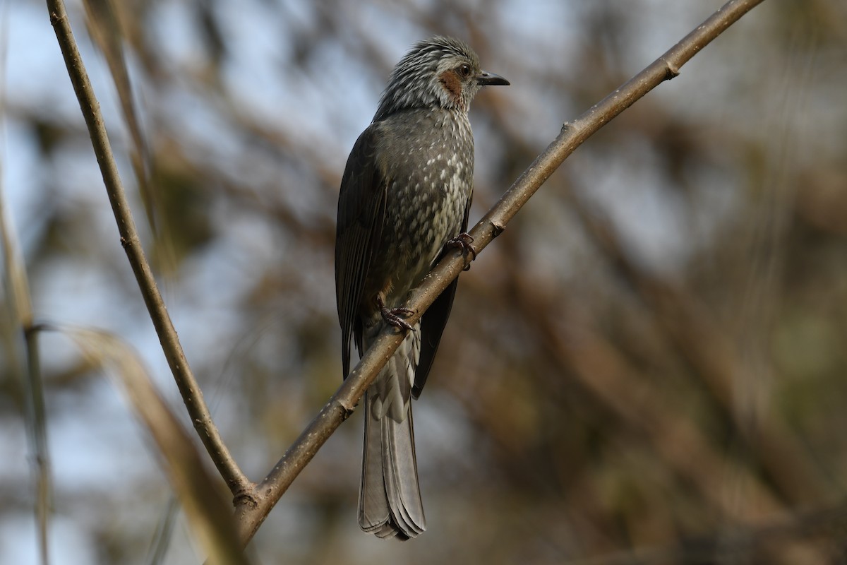 Brown-eared Bulbul - Colin Dillingham