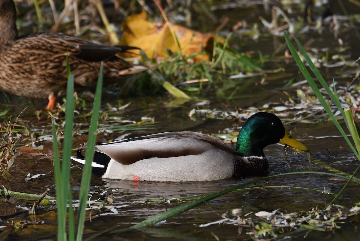 Mallard - Colin Dillingham