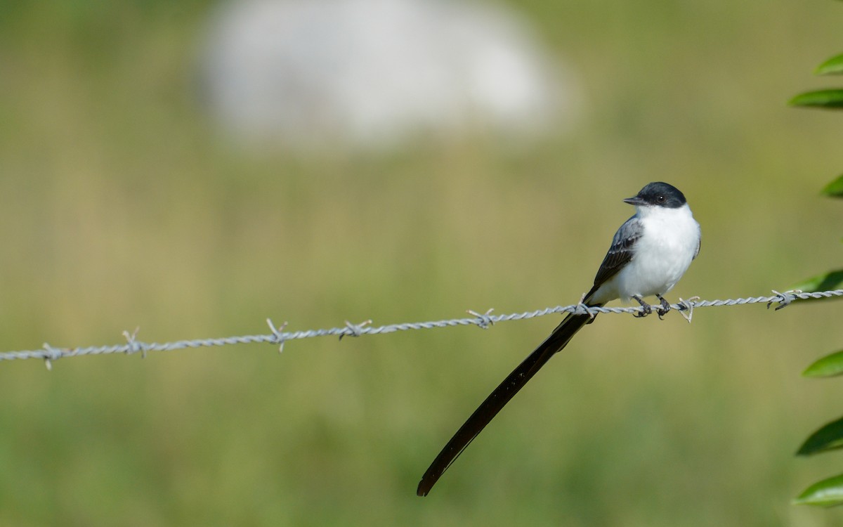 Gabelschwanz-Königstyrann (monachus) - ML611463376