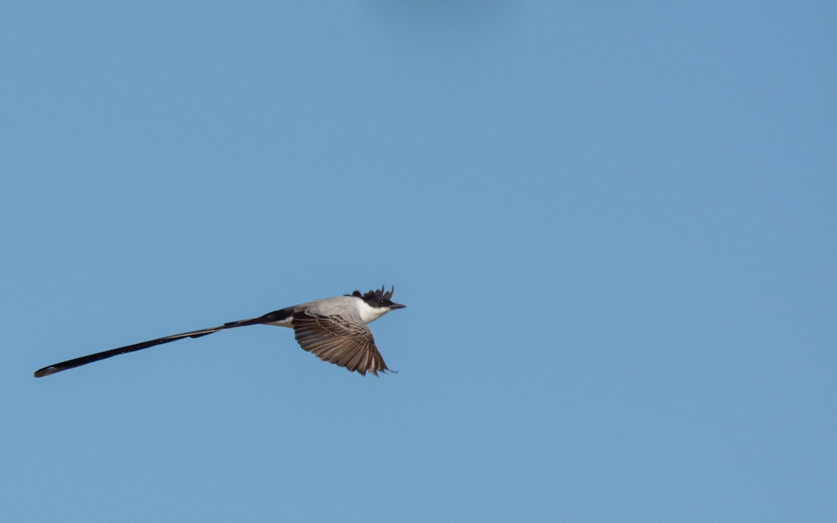 Fork-tailed Flycatcher (monachus) - Luis Trinchan
