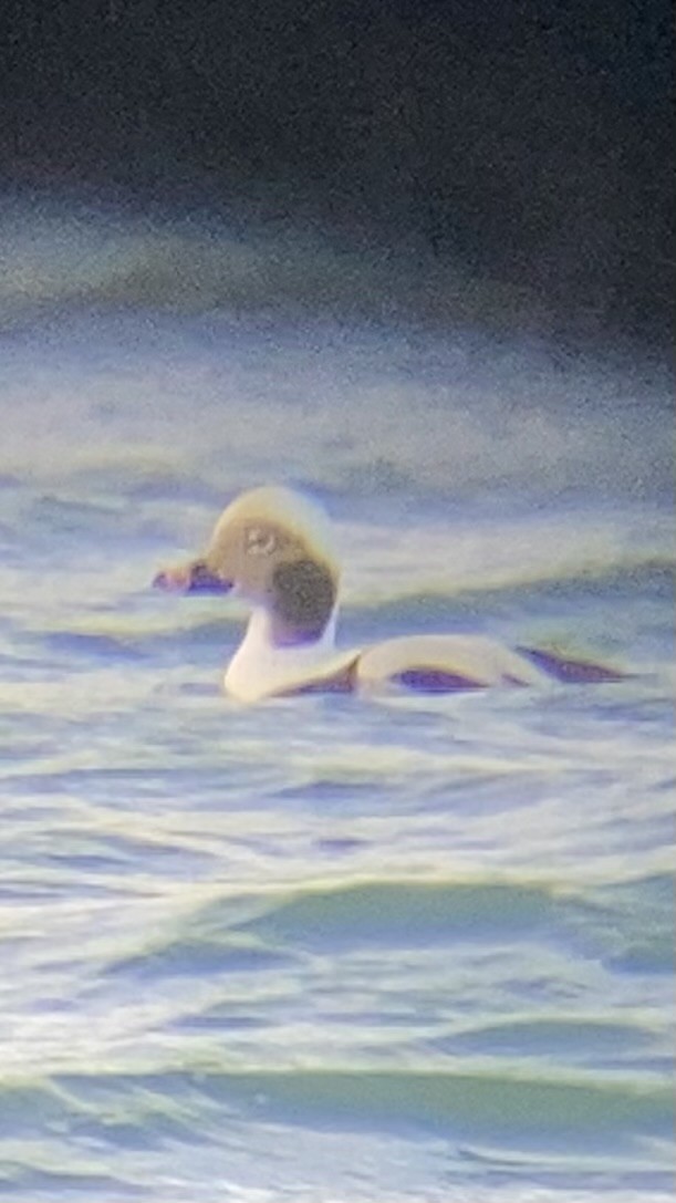 Long-tailed Duck - ML611463381