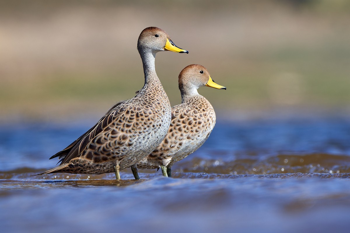 Yellow-billed Pintail - ML611463458