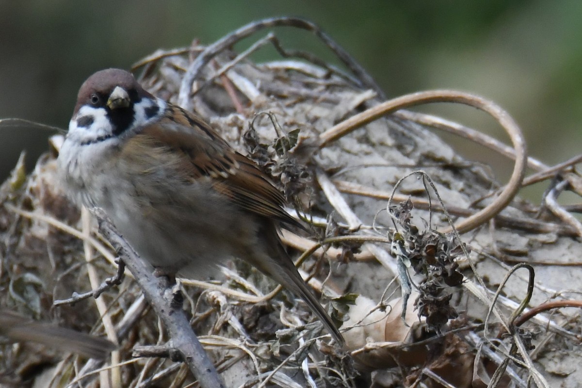 Eurasian Tree Sparrow - ML611463521