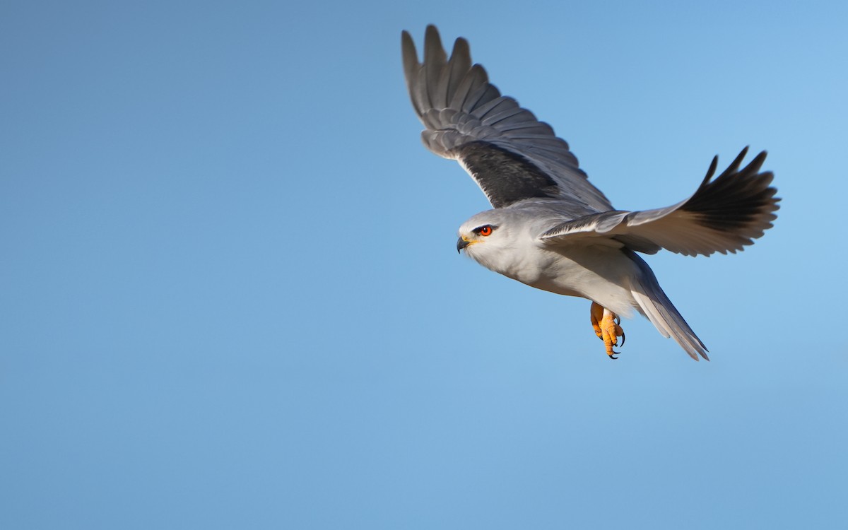Black-winged Kite - Edmond Sham