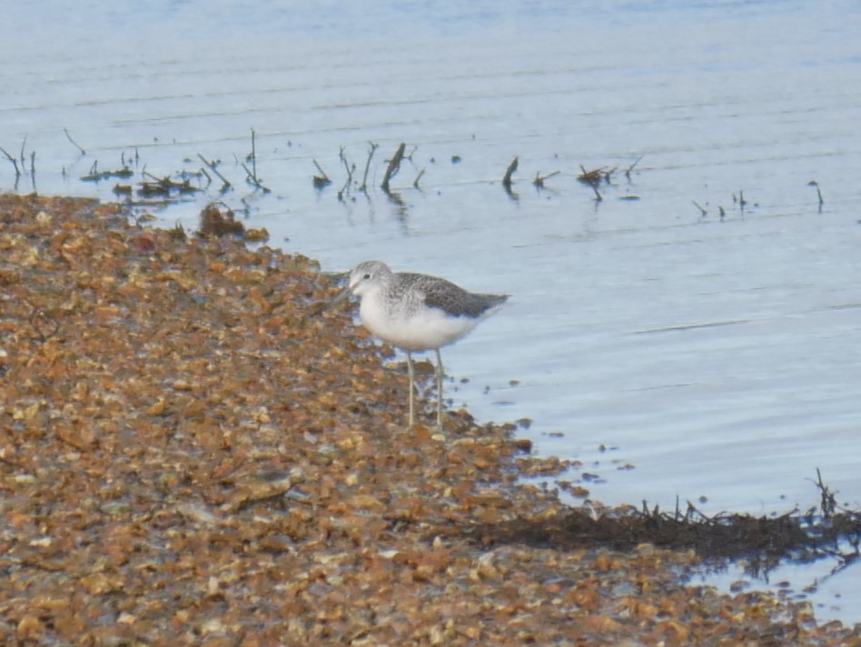 Common Greenshank - ML611463535