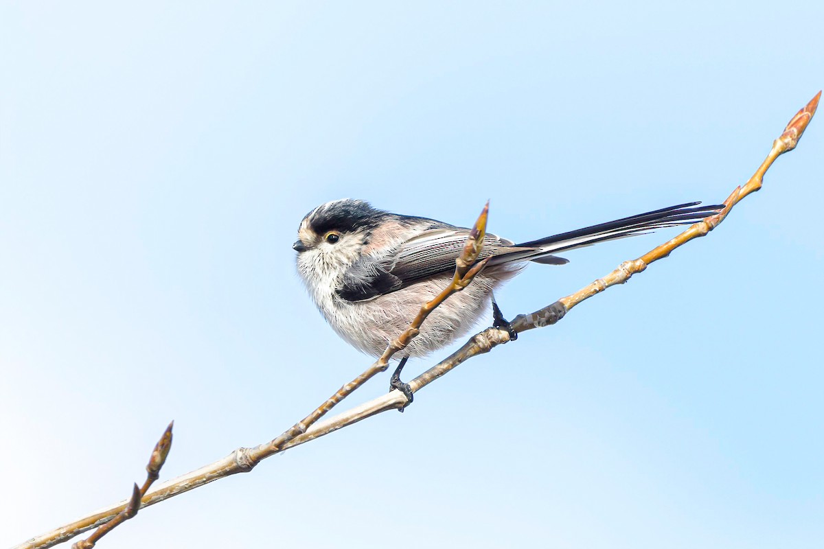 ML611463544 - Long-tailed Tit - Macaulay Library