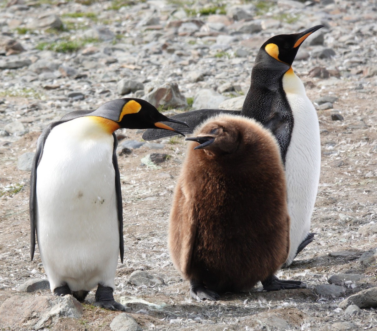 King Penguin - ML611463600