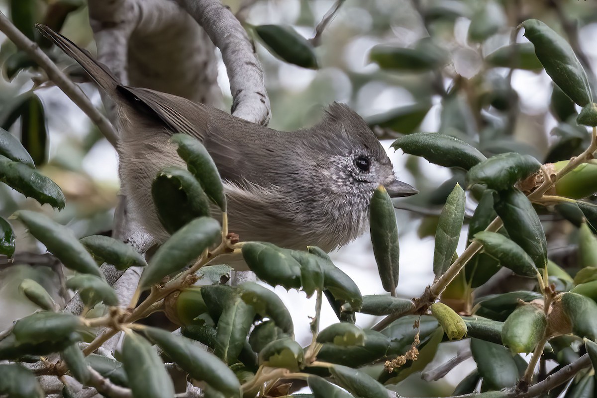 Oak Titmouse - ML611463673