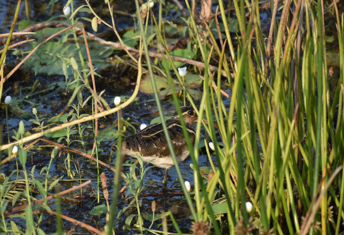 Greater Painted-Snipe - ML611463802